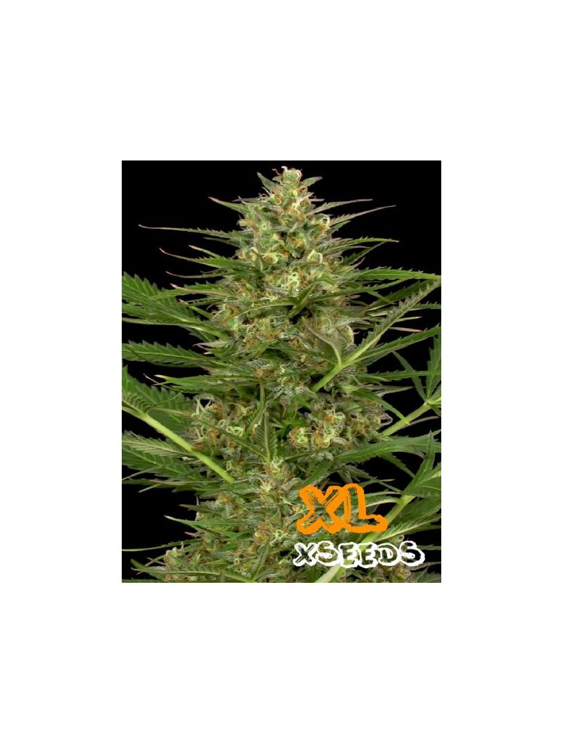 Auto Gorilla Glue, Фасовка: 5